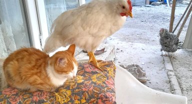 Hayvanların dostluğundan örnek alınacak görüntüler