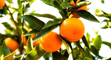 İhracatçı istedi, TARSİM arttırdı!