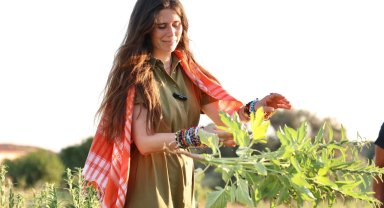 İzmir Çeşme'de ata tohumu susamda ilk hasat