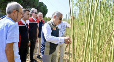 İzmir'de izinli yetiştirilen kenevire ilk hasat