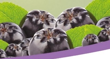 İzmit'ten süper aronya hasadına davet