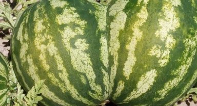 Kalp şeklindeki karpuz şaşkınlık yarattı