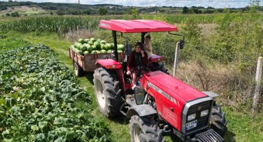 Kandıra karpuzunda hasat zamanı