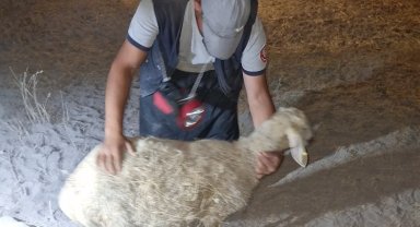 Kayseri İtfaiyesi'nden gece yarısı koyun operasyonu