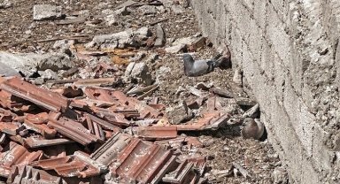 Kayseri Talas'ta yıkım güvercin yumurtası için durdu