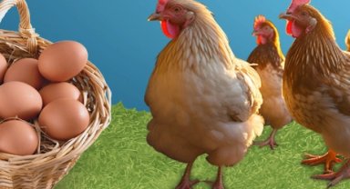 Kayseri'de 'Tavuklar Bizden Üretim Sizden' kampanyası