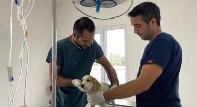 Keşan Belediyesinden sokak hayvanları bilgilendirmesi