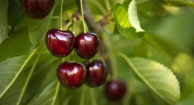 Kiraz ihracatı 209 milyon dolara ulaştı