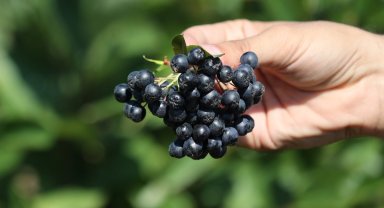 Konya 'süper meyve'yi yaygınlaştırıyor