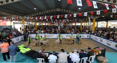 Küçükbaş Hayvancılık Festivali için geri sayım başladı