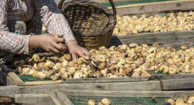 Kuru incir uzak pazarlara yelken açtı... İlk gemi 25 Eylül'de