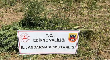 Lalapaşa'da 5600 kök kenevir ele geçirildi