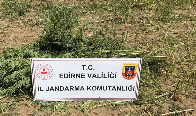 Lalapaşa'da 5600 kök kenevir ele geçirildi