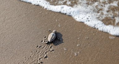 Mavi gönüllüleri Caretta Caretta'ları Akdeniz'le buluşturuyor