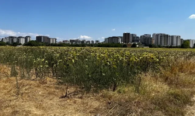 Mısır ve ayçiçeği, Akçalar'da tarımın gözbebeği oldu