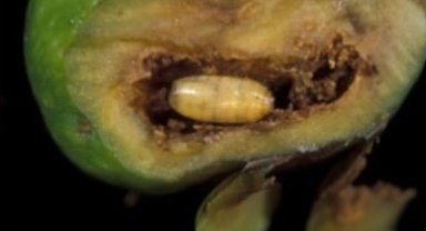 Mudanyalı zeytin üreticilerine 'takoz' uyarısı!