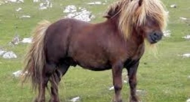 Nevşehir Kayaşehir'de çocuklar 'Pony' atlarına binecek