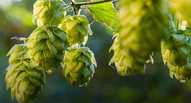 'Pazaryeri Şebetçi Otu' AB tescili yolunda