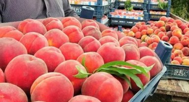 Şeftalide ihracat oranı yükseliyor