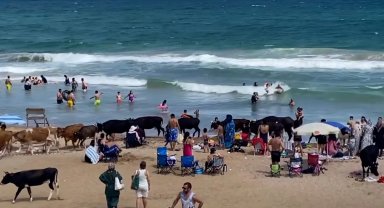 Şile sahillerini inekler bastı!