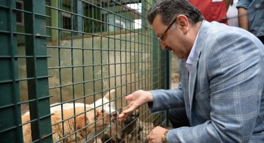 Trabzon sahipsiz köpek sorununda örnek olacak