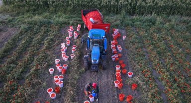 Ücretsiz sulamada hasat sevinci