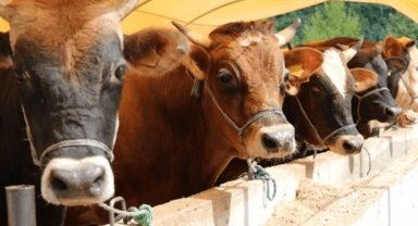 Veteriner Hekim Alkan'dan büyükbaş hayvan sahiplerine önemli uyarı