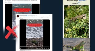 'Yeşil Komodo Ejderi' iddiası dezenformasyon!