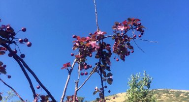 Ali Dağı'ndaki süs elması, meyvesi üstündeyken çiçek açtı