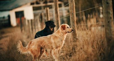 Ankara'da hayvanseverlerden 'Pideler Bizden, Mamalar Sizden'