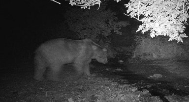 Bilecik'te fotokapana önce ayı sonra domuz sürüsü yakalandı