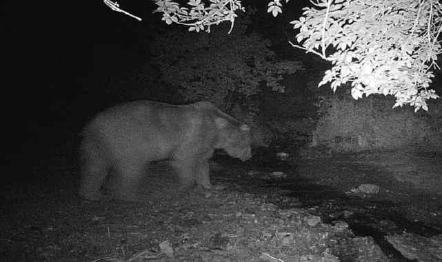 Bilecik'te fotokapana önce ayı sonra domuz sürüsü yakalandı