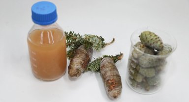 BTÜ'lü akademisyenler kozalak şuruplarının içeriğini araştıracak 