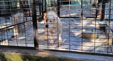 Bursa'da ata saldıran köpek yakalandı