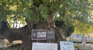 Bursa'da gözyaşı akıtan Çınar, turistlerin ilgi odağı