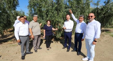 Bursa'da zeytin rekoltesinde yüksek verim bekleniyor