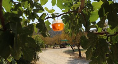 Büyükşehir'den Akdeniz Meyve Sineği'ne tuzak