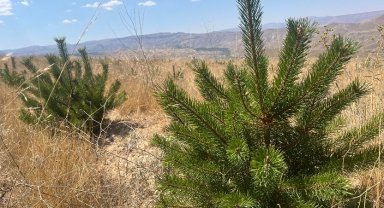 ÇEKÜL'den yeni orman alanlarına saha incelemesi