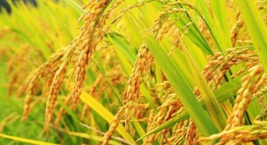 Çeltik alım fiyatları açıklandı