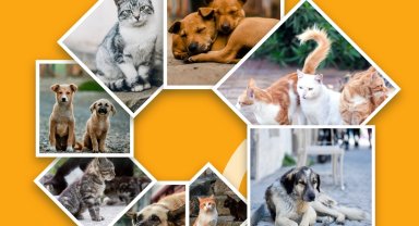 Çiğli'de can dostlar yuvasız kalmayacak