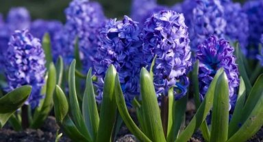 Eylül ayında hangi çiçekler ekilir?