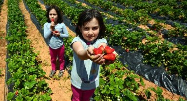 'Hüyük Çileği' Konya'nın ilk tescillisi oldu