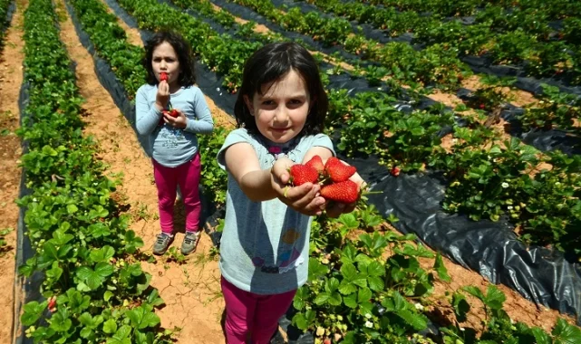 'Hüyük Çileği' Konya'nın ilk tescillisi oldu