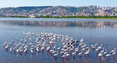 İzmit Körfezi'nin pembe süsleri geldi... Biyoçeşitlilik artıyor
