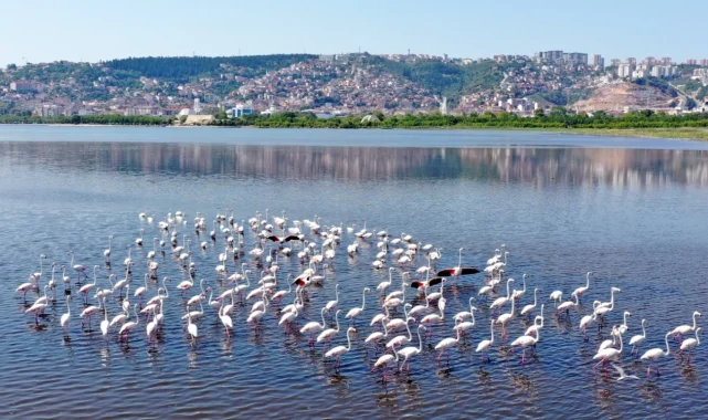İzmit Körfezi'nin pembe süsleri geldi... Biyoçeşitlilik artıyor