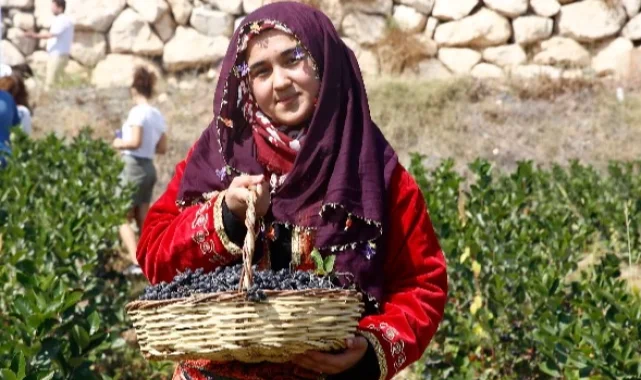 Kilosu 300 liraya satılıyor! Üreticinin yüzü gülüyor