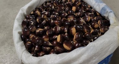 Kuzu Kestane pazara indi