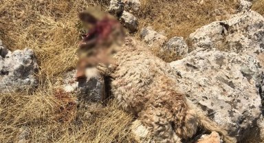 Mardin'de aç kurtlar saldırdı! 15 koyun telef oldu