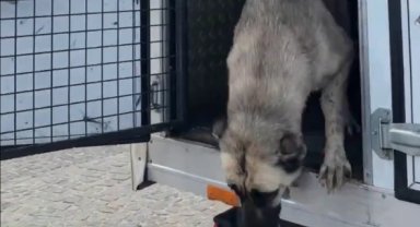 Mudanya'da 'köpeklerin uyutulduğu' iddialarına videolu yanıt