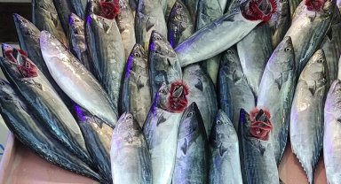 Mudanya'daki balıkçı tezgahları palamutla doldu